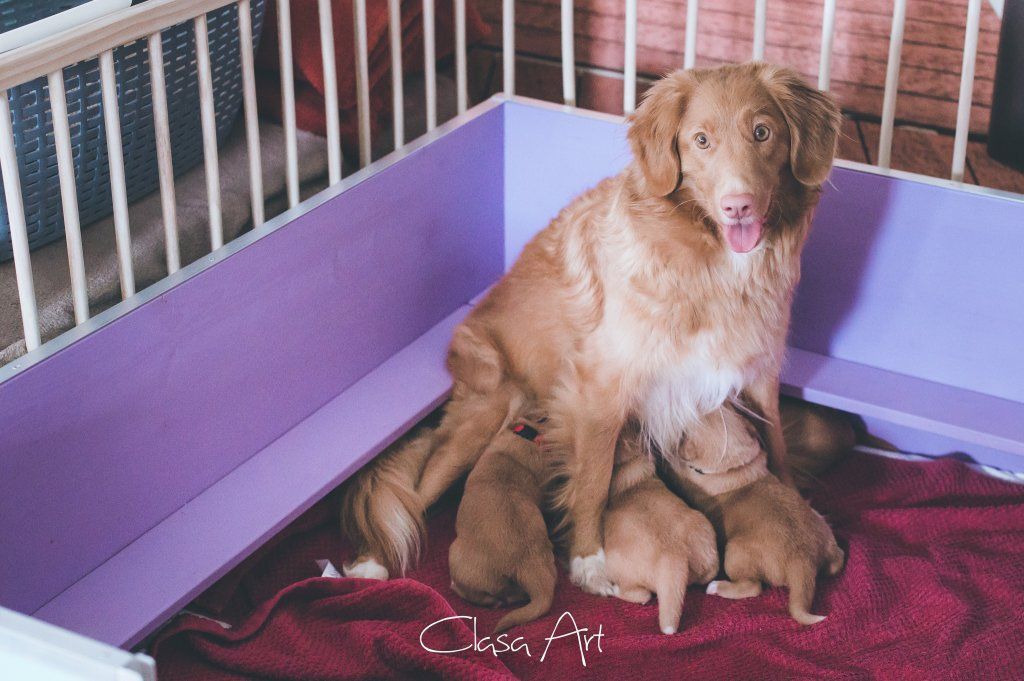 Passion And Fire NSDT Retriever