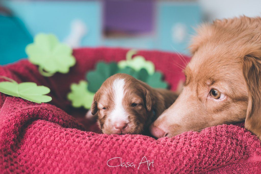 Passion And Fire NSDT Retriever