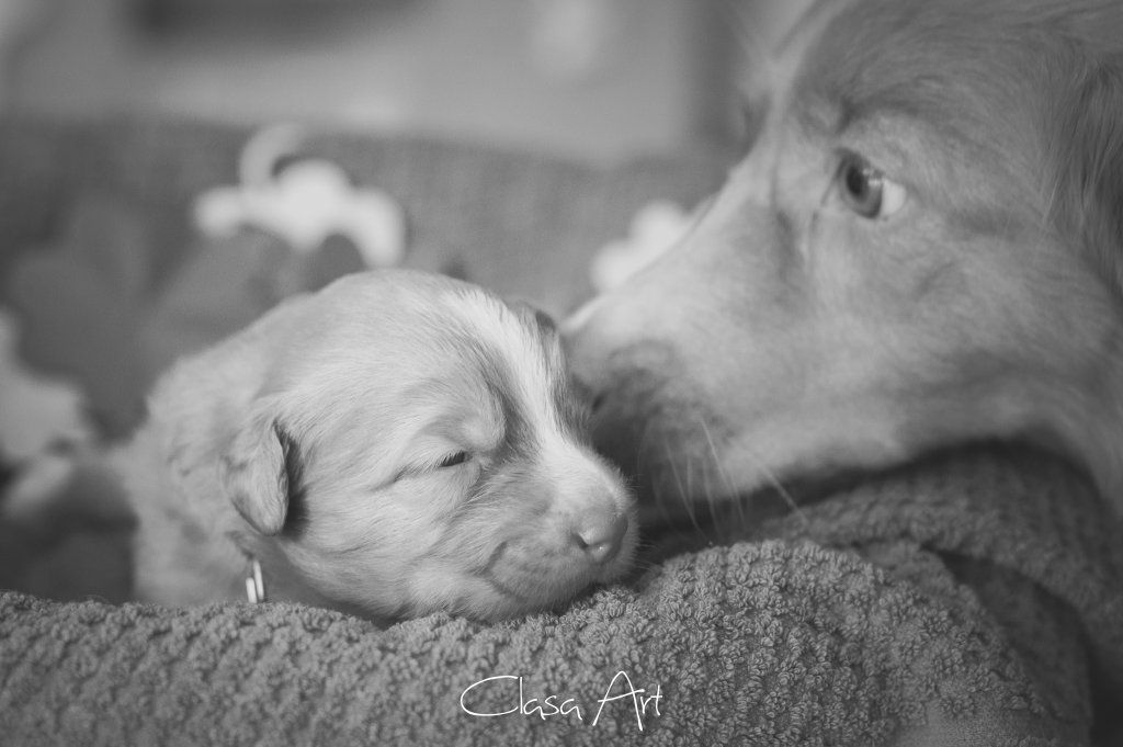 Passion And Fire NSDT Retriever