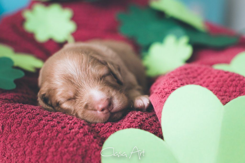 Passion And Fire NSDT Retriever