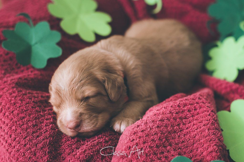 Passion And Fire NSDT Retriever