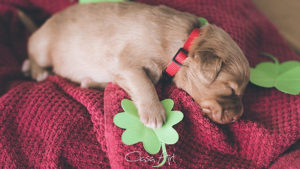 Passion And Fire NSDT Retriever