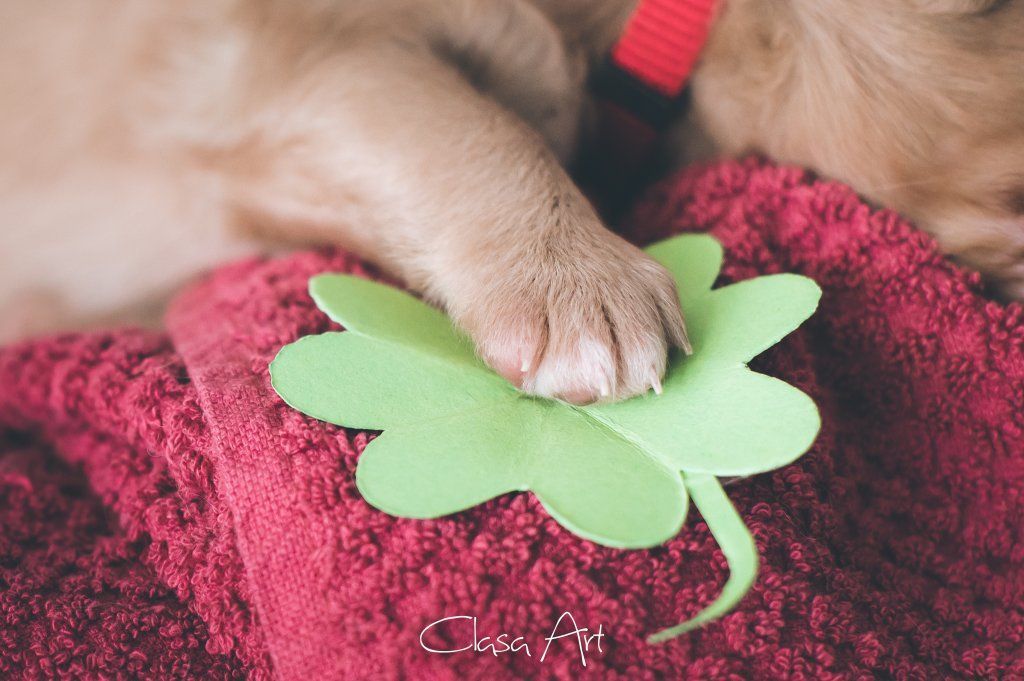 Passion And Fire NSDT Retriever