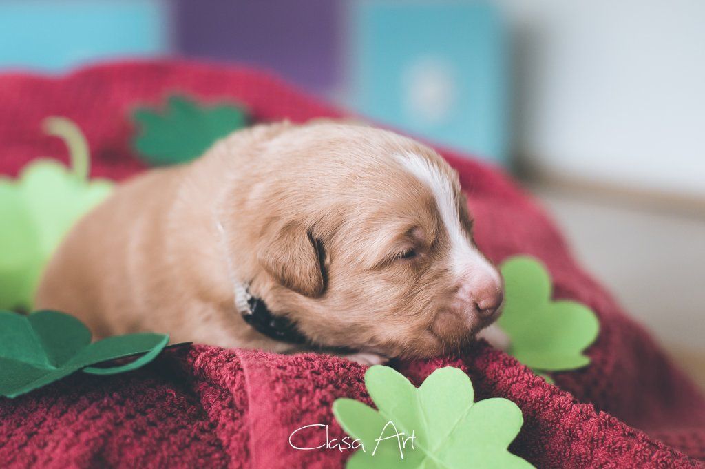 Passion And Fire NSDT Retriever