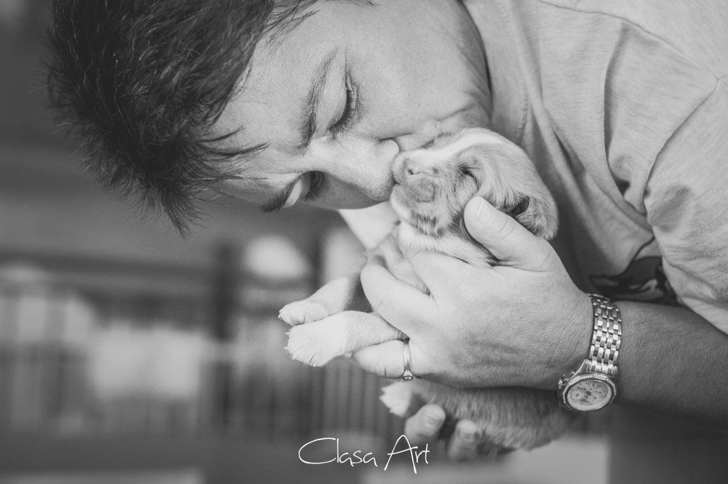 Passion And Fire NSDT Retriever