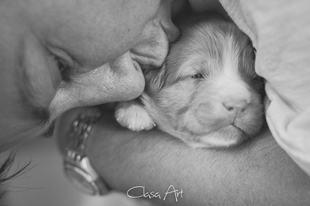 Passion And Fire NSDT Retriever