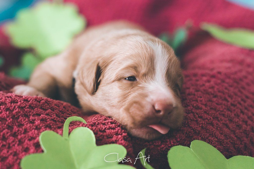 Passion And Fire NSDT Retriever