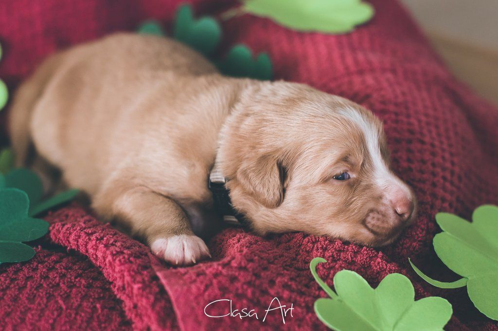 Passion And Fire NSDT Retriever