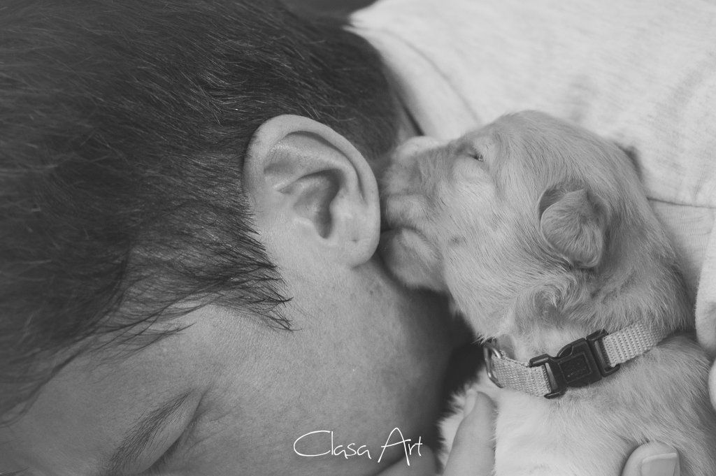 Passion And Fire NSDT Retriever