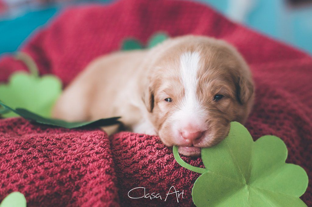 Passion And Fire NSDT Retriever