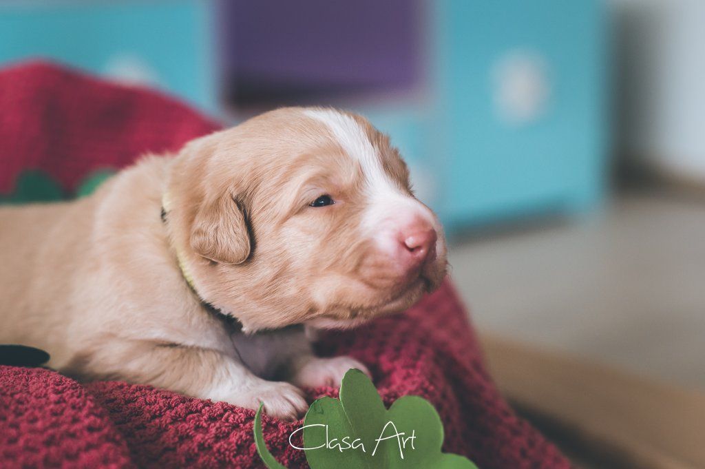 Passion And Fire NSDT Retriever