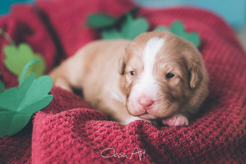 Passion And Fire NSDT Retriever