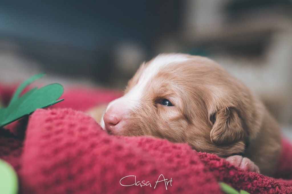 Passion And Fire NSDT Retriever