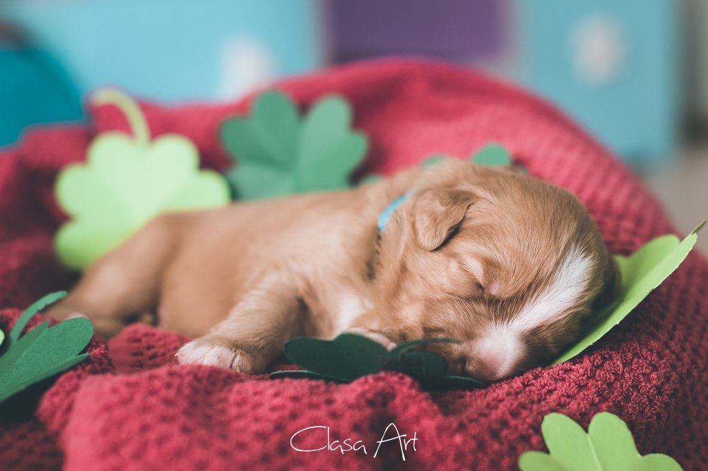 Passion And Fire NSDT Retriever