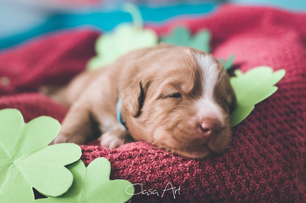 Passion And Fire NSDT Retriever