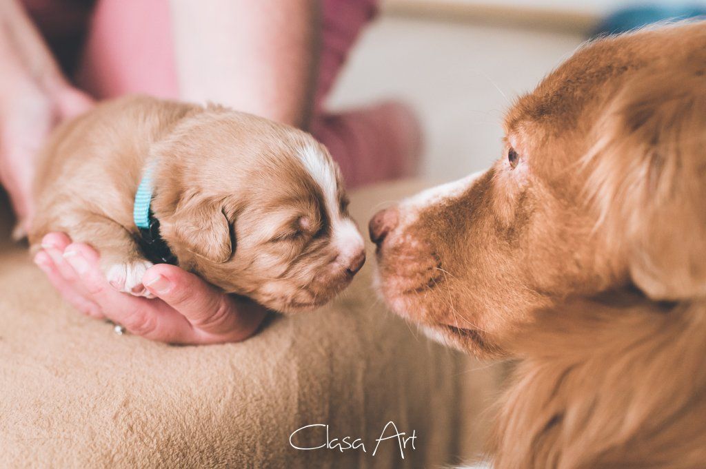 Passion And Fire NSDT Retriever