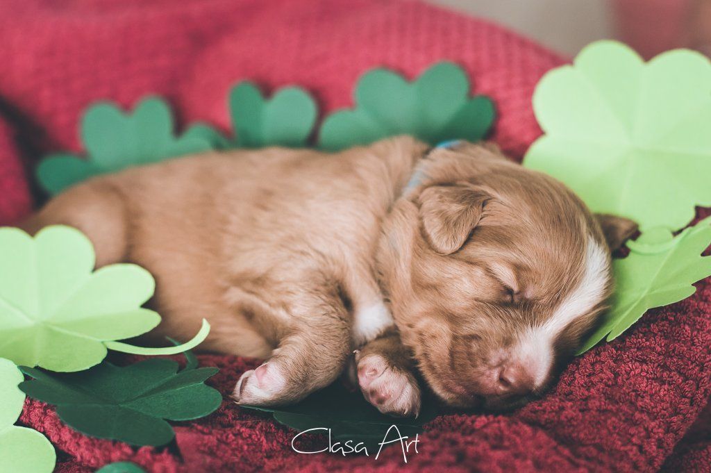 Passion And Fire NSDT Retriever