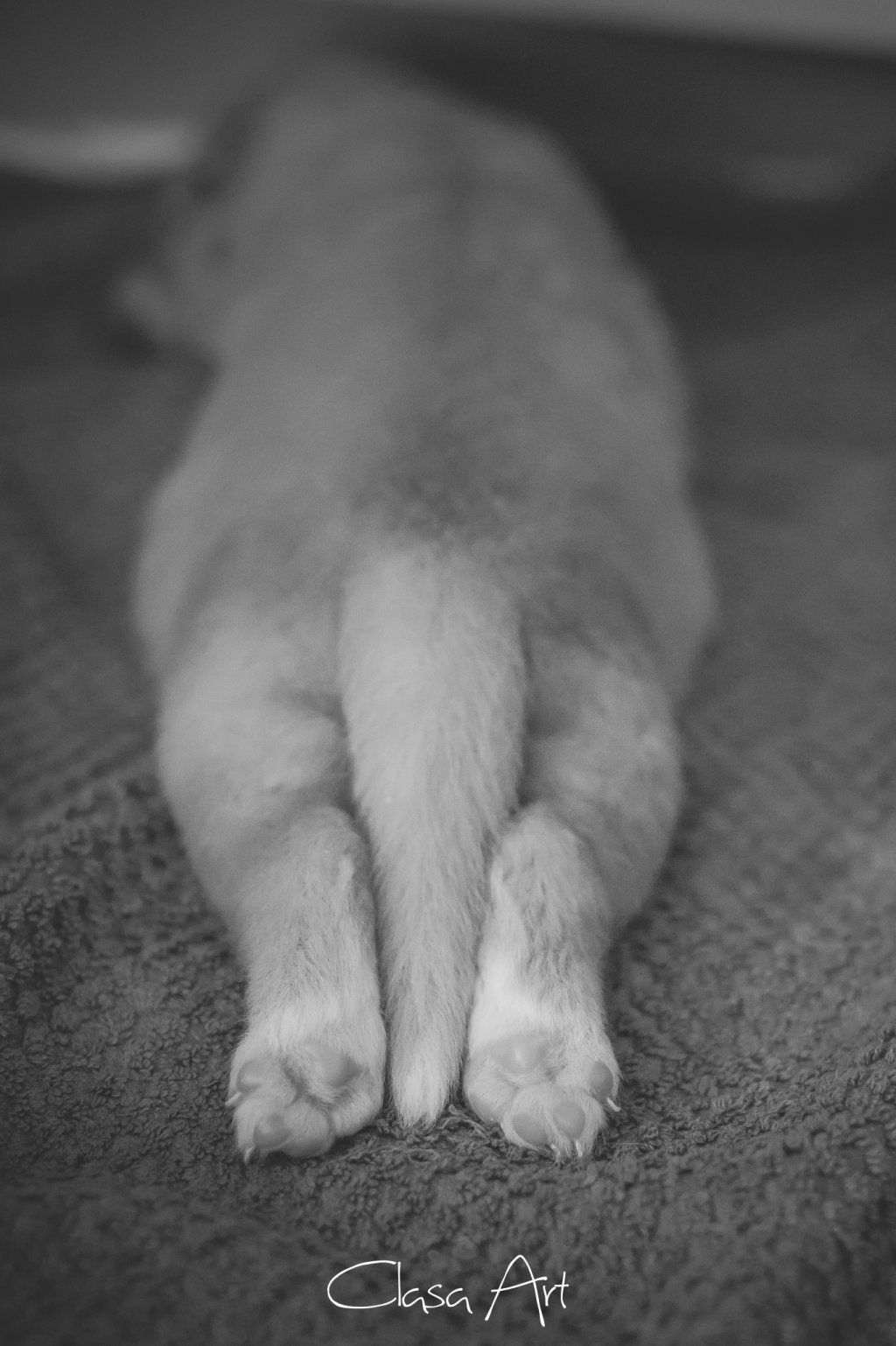 Passion And Fire NSDT Retriever