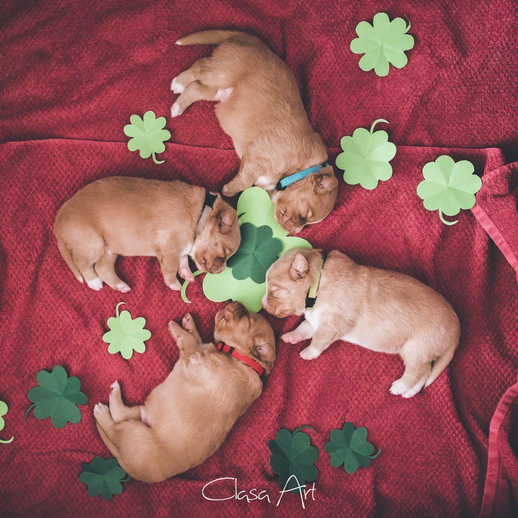 Passion And Fire NSDT Retriever