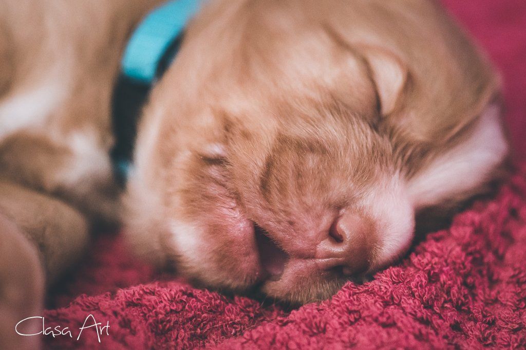 Passion And Fire NSDT Retriever