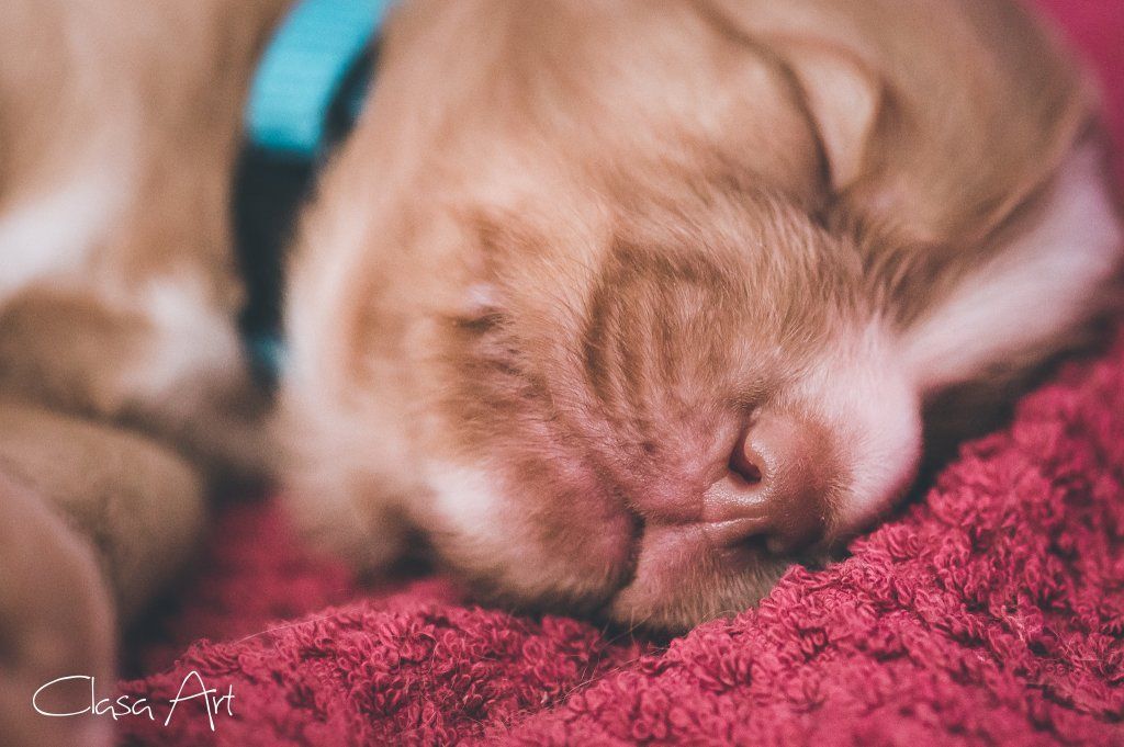 Passion And Fire NSDT Retriever