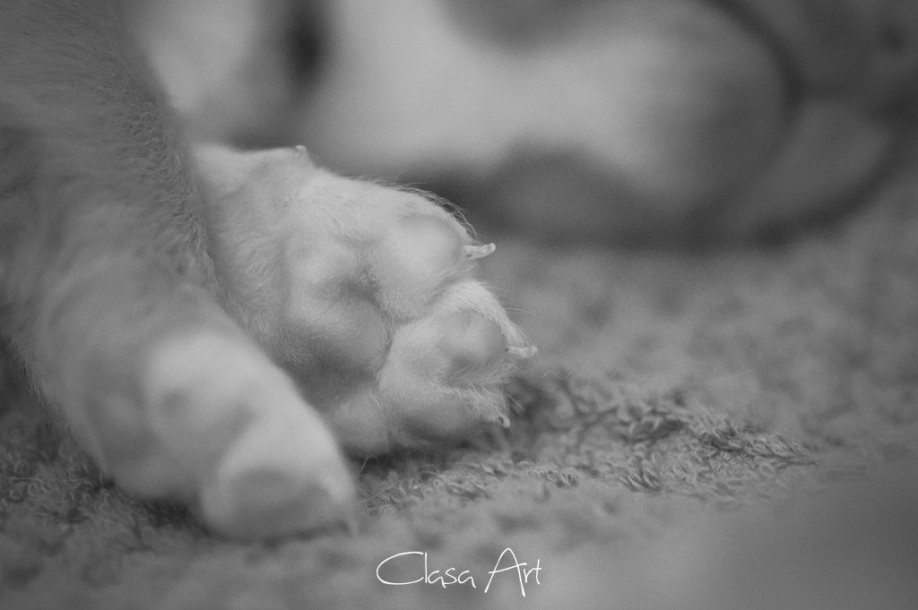 Passion And Fire NSDT Retriever