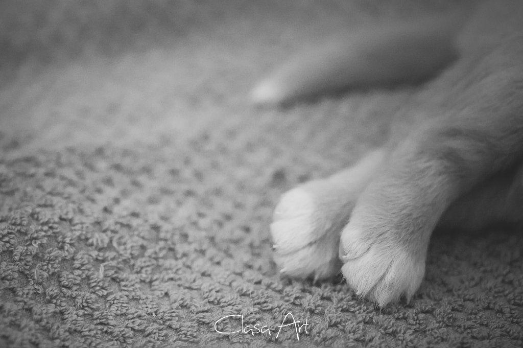 Passion And Fire NSDT Retriever