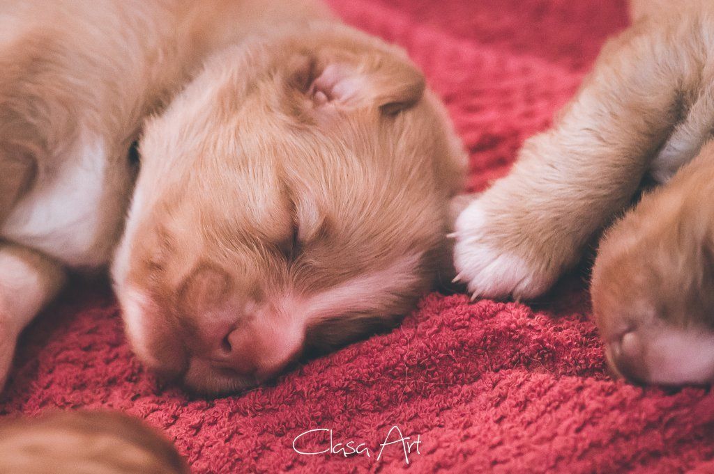 Passion And Fire NSDT Retriever