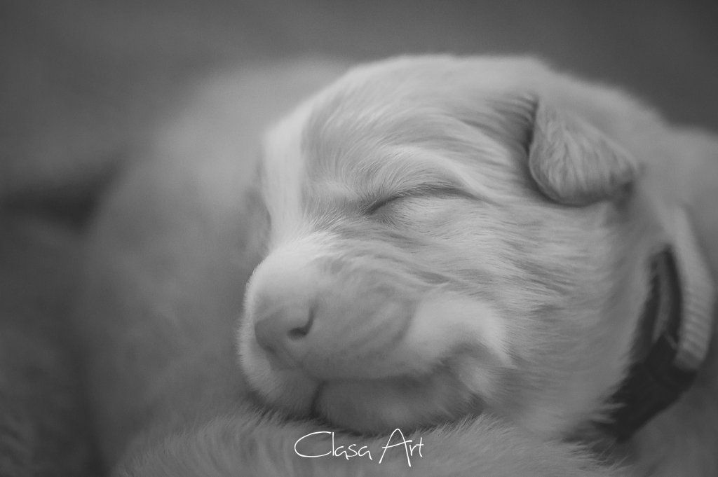 Passion And Fire NSDT Retriever