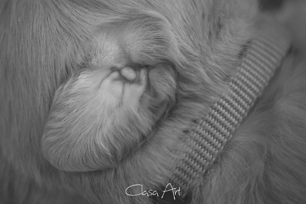 Passion And Fire NSDT Retriever