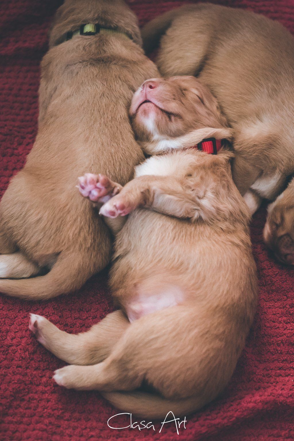 Passion And Fire NSDT Retriever