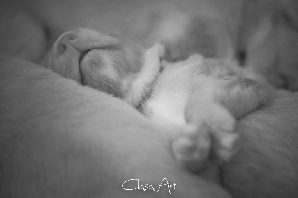 Passion And Fire NSDT Retriever