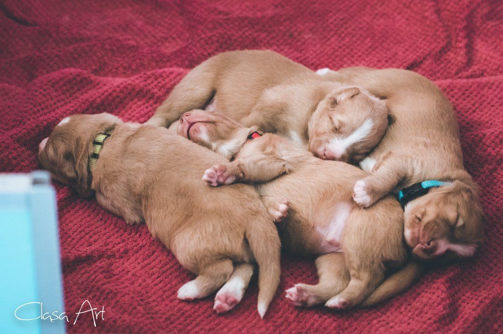 Passion And Fire NSDT Retriever