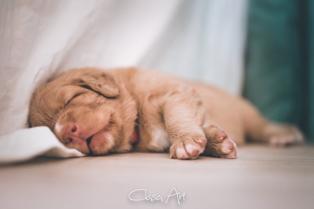 Passion And Fire NSDT Retriever