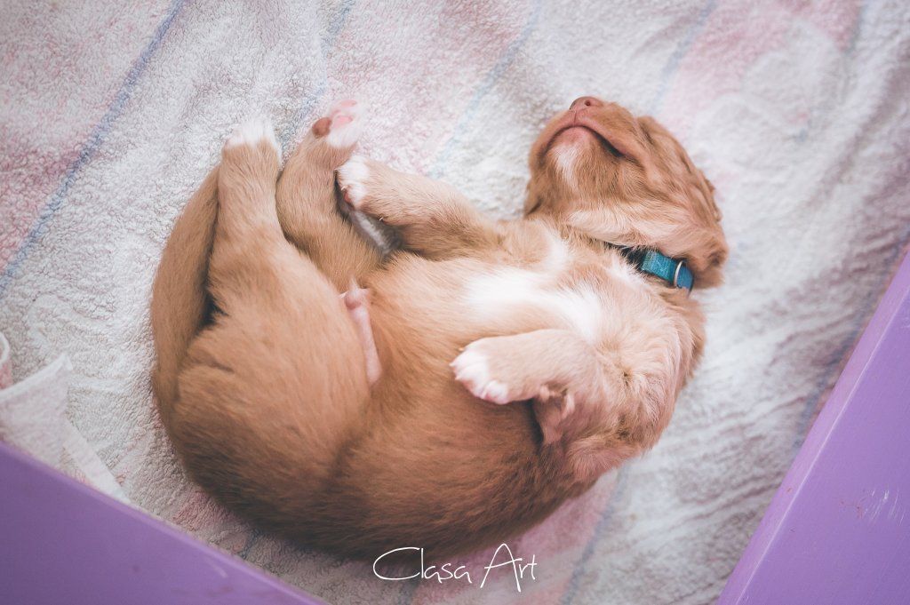 Passion And Fire NSDT Retriever