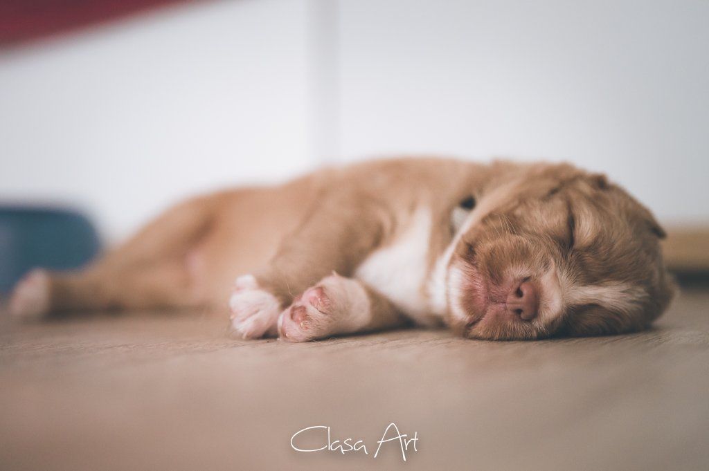 Passion And Fire NSDT Retriever