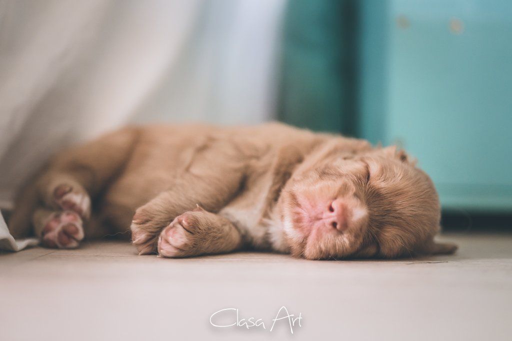 Passion And Fire NSDT Retriever