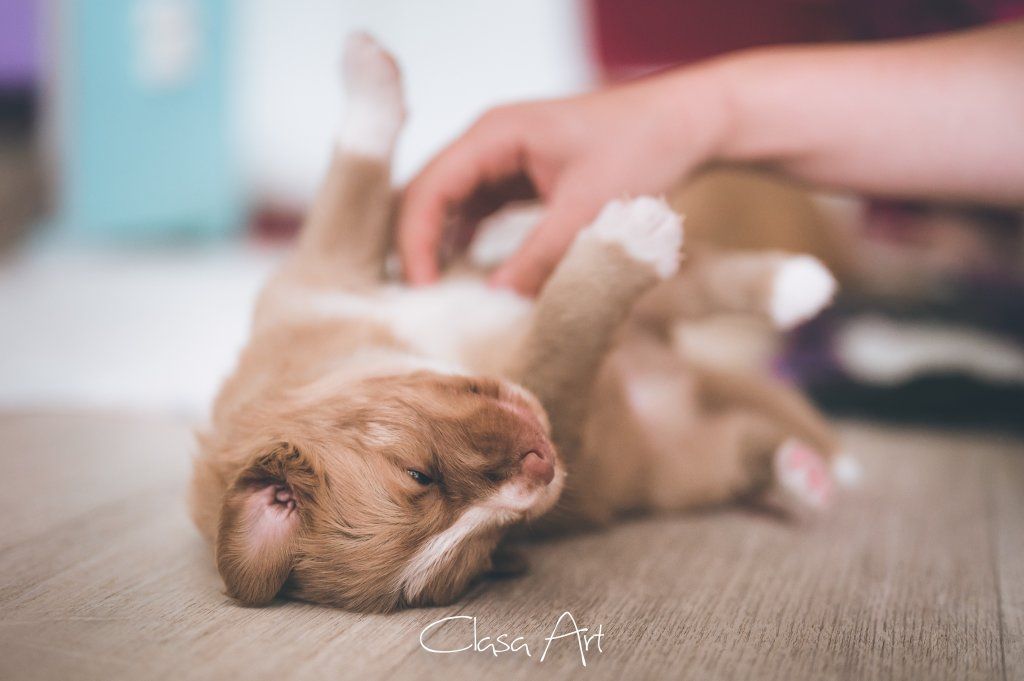 Passion And Fire NSDT Retriever