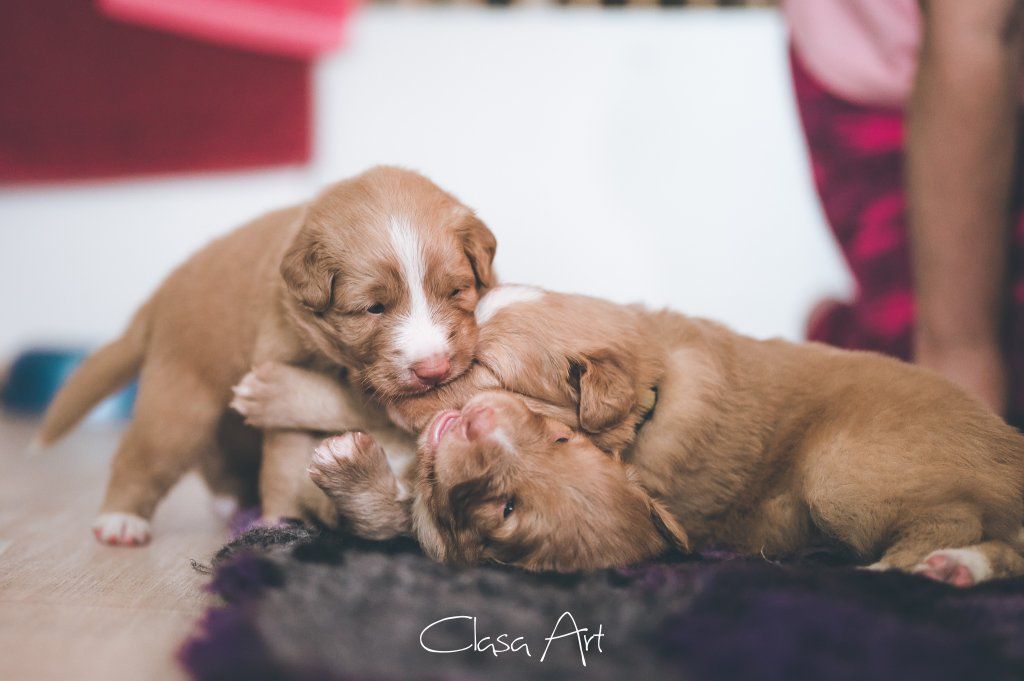 Passion And Fire NSDT Retriever