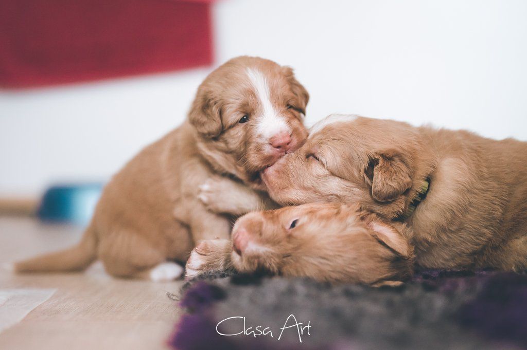 Passion And Fire NSDT Retriever