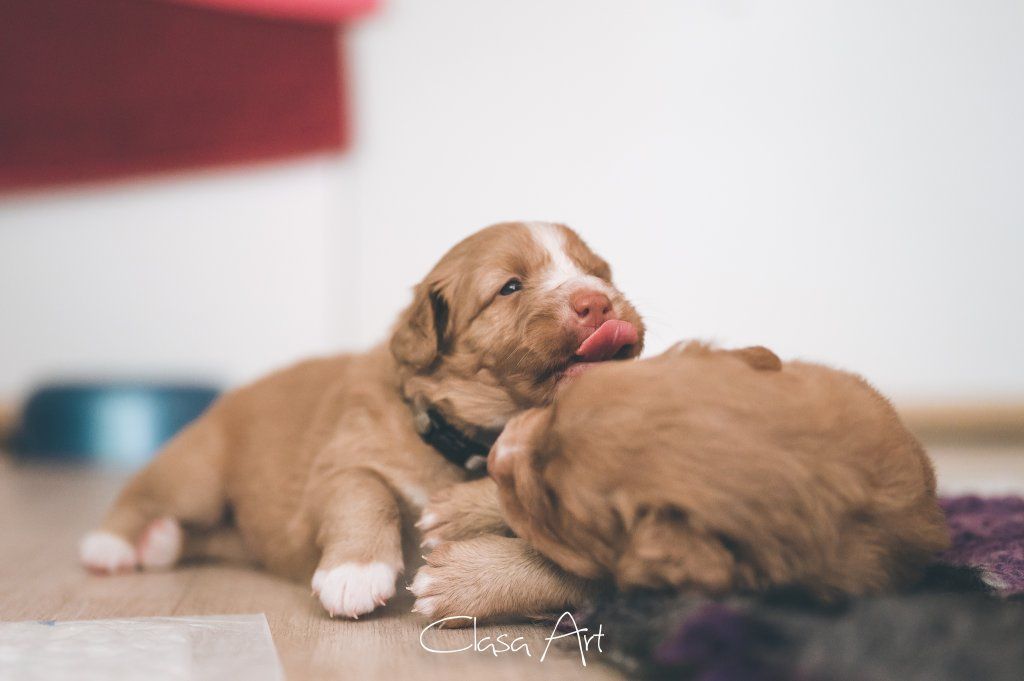 Passion And Fire NSDT Retriever