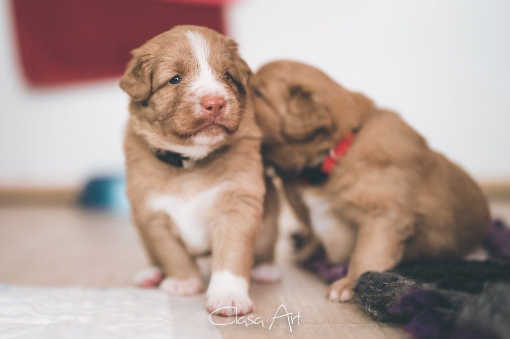 Passion And Fire NSDT Retriever