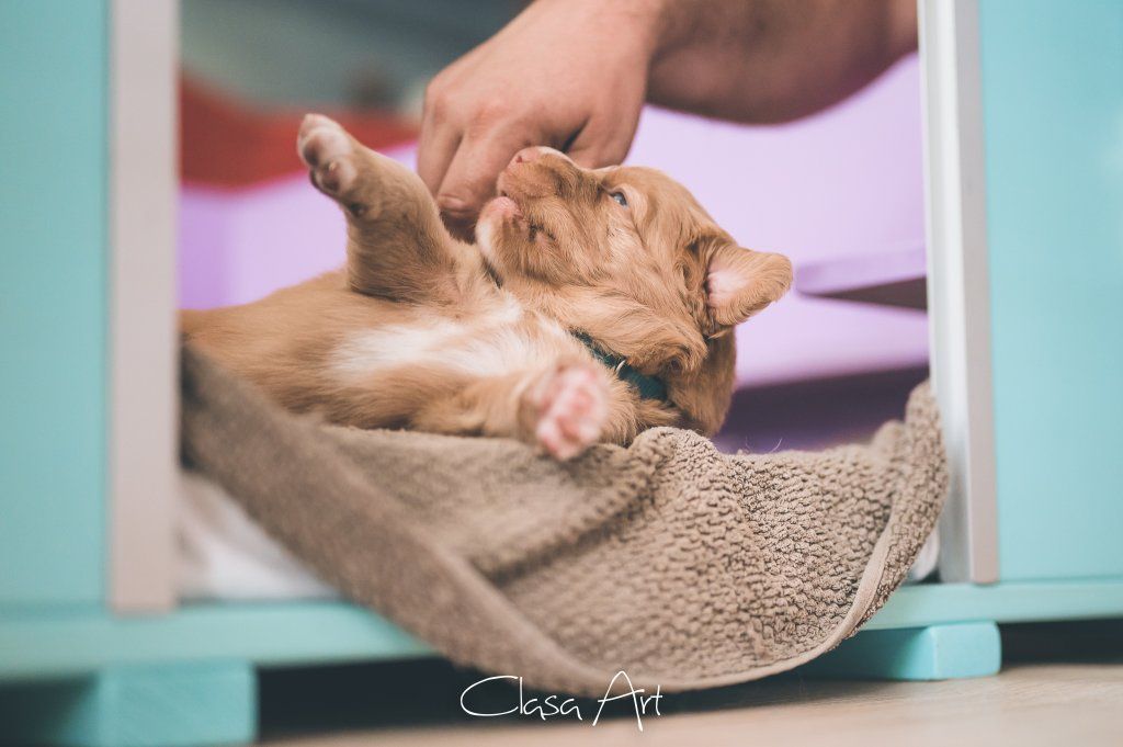 Passion And Fire NSDT Retriever