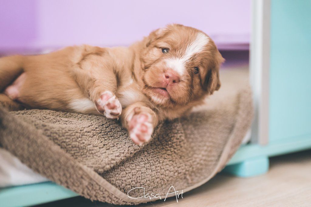 Passion And Fire NSDT Retriever