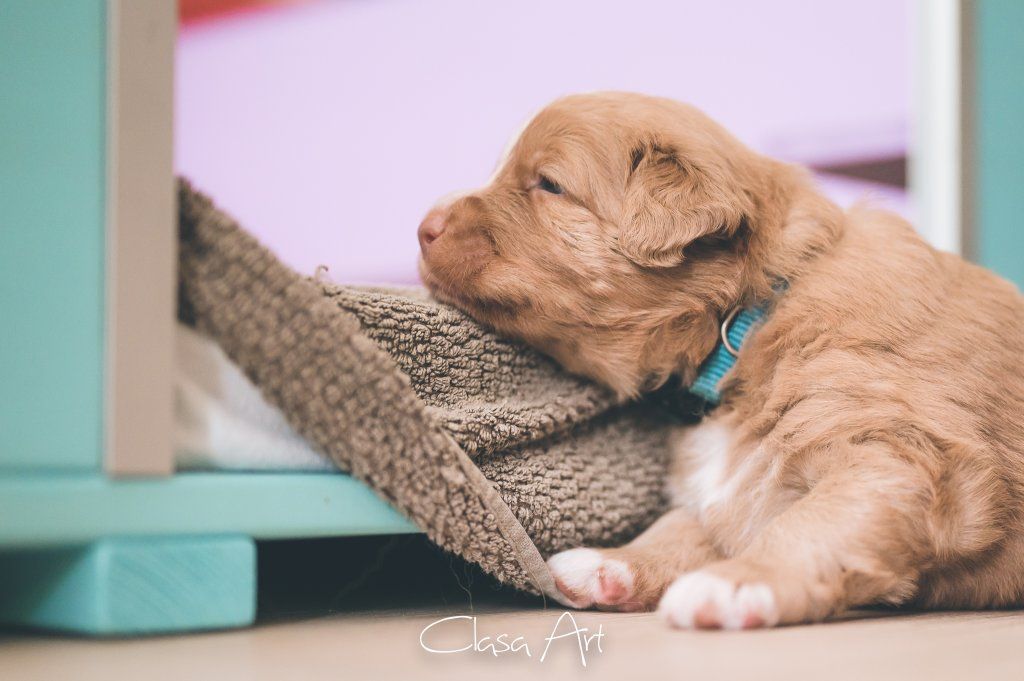 Passion And Fire NSDT Retriever