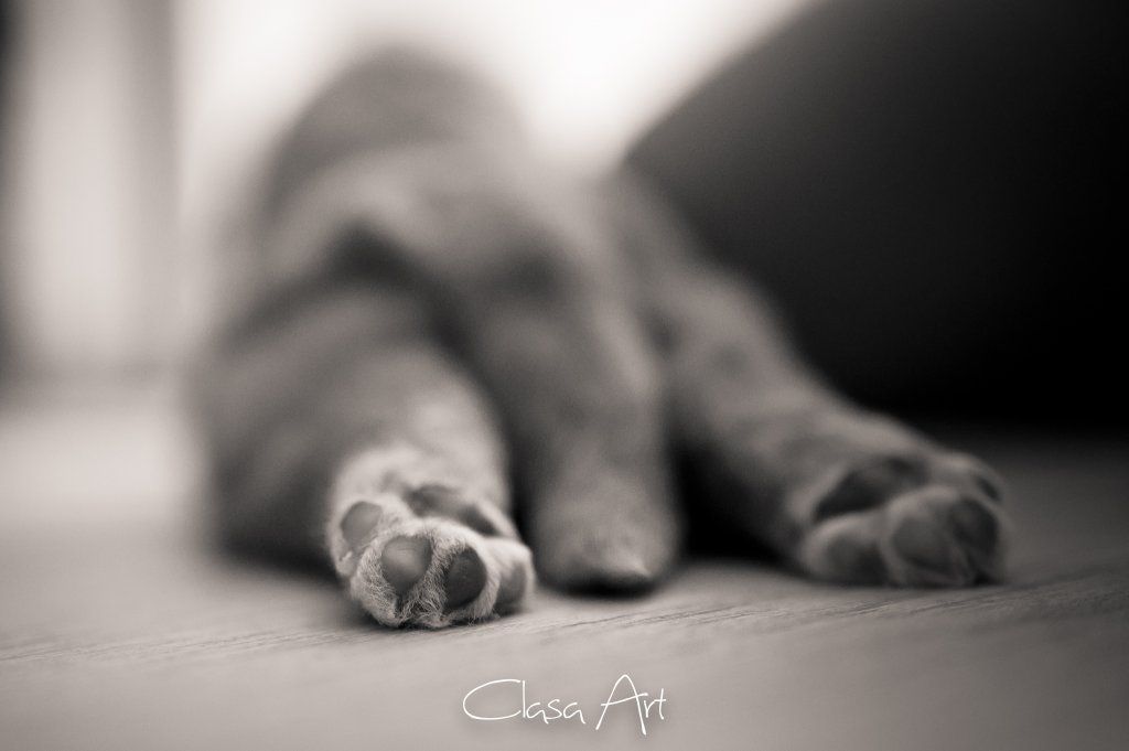 Passion And Fire NSDT Retriever