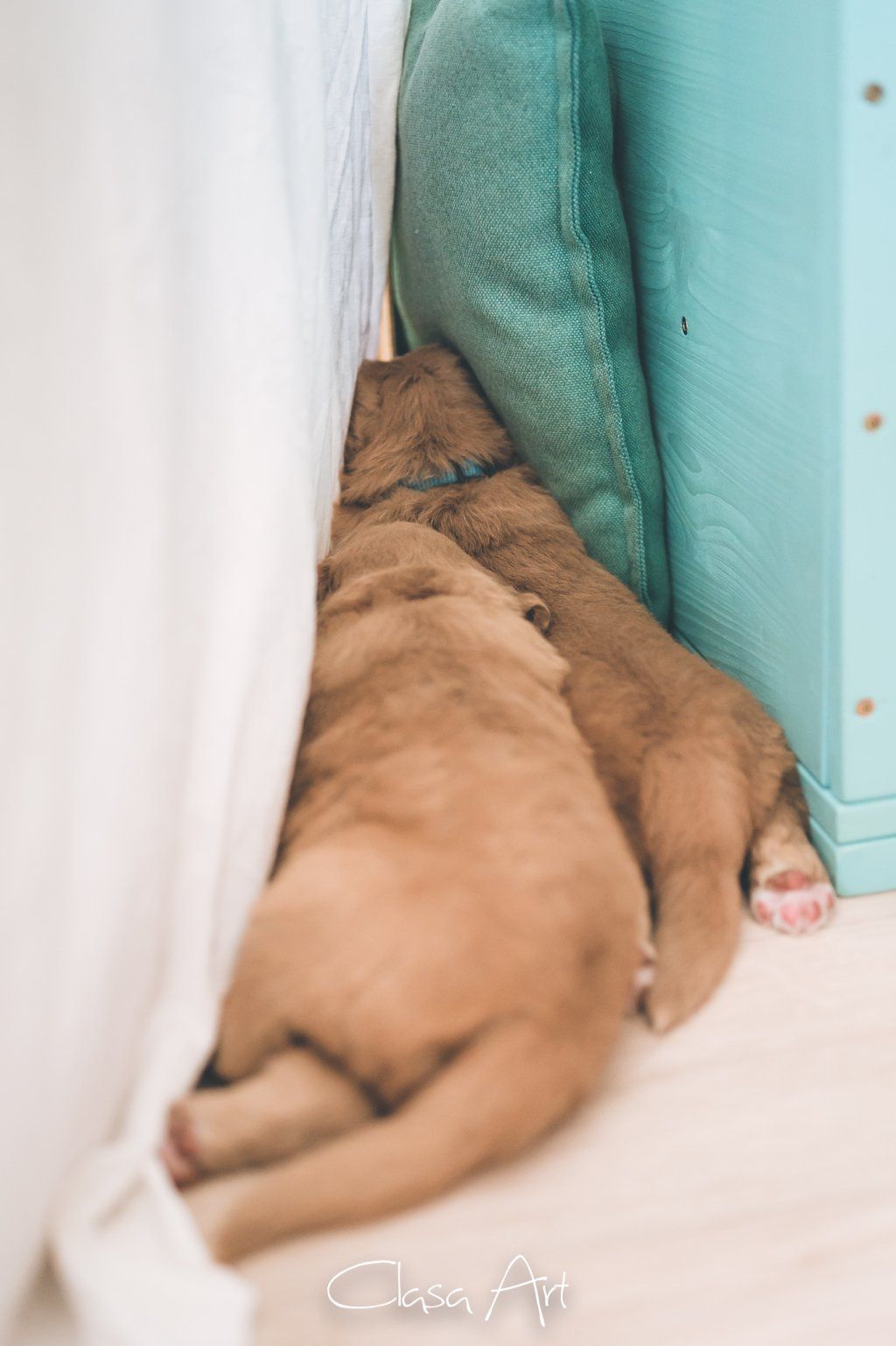 Passion And Fire NSDT Retriever