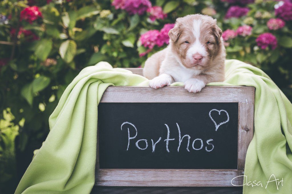 Passion And Fire NSDT Retriever