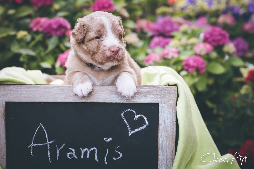 Passion And Fire NSDT Retriever