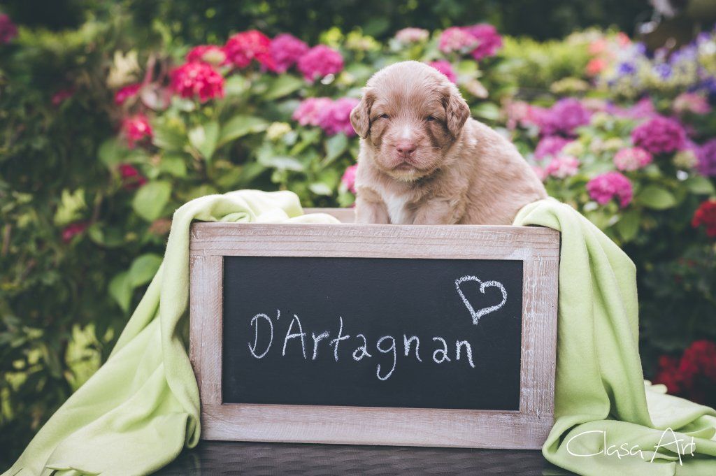 Passion And Fire NSDT Retriever